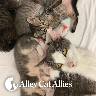 3 Tales of Dedicated Mother Cats—and How You Can Help Mother Cats with Kittens