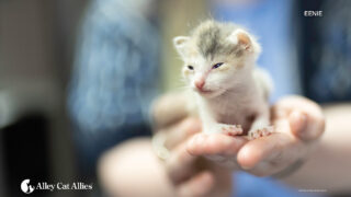 Donate to Alley Cat Allies