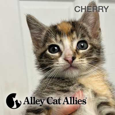 6 Stories of Cats and Kittens You Saved—And Videos, Too!
