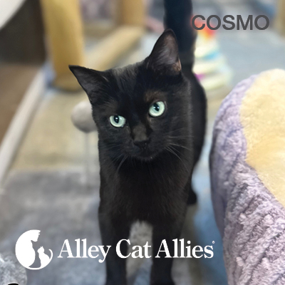 It’s Adopt A Cat Month: Meet 3 Cats Waiting for Forever Homes