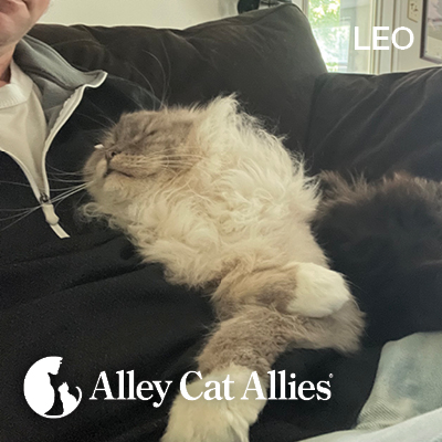 3 Cat Stories That Show the Power of Family