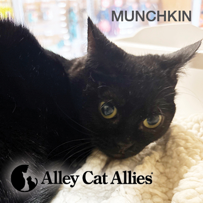 Justice Must Be Served—Taking Action for Cats in the Wake of Animal Cruelty