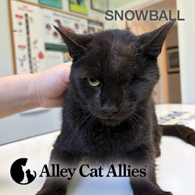 Eye Surgery Saved Snowball the Cat from Deadly Cancer (+ More Stories of Your Impact)