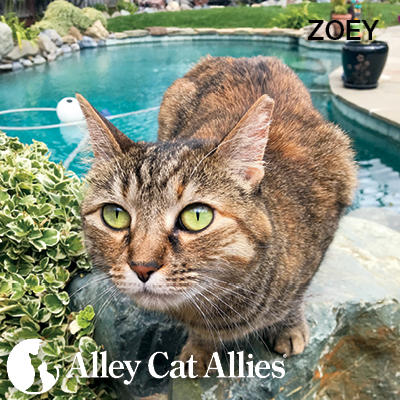 Top Tips to Help Cats Through Record-Breaking Heat Wave
