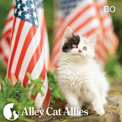 Top 6 Fourth of July Cat Safety Tips