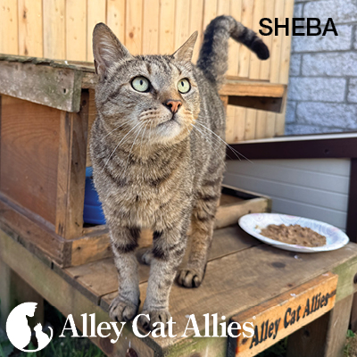 Police Rally Around Local Community Cat and More Stories of Cat Care, Rescue, and Protection