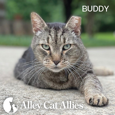 It’s Here: Get Your Alley Cat Allies 2027 Calendar