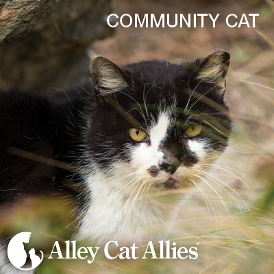 Fighting for Positive TNR Legislation and Supporting Prosecution of Florida Animal Cruelty