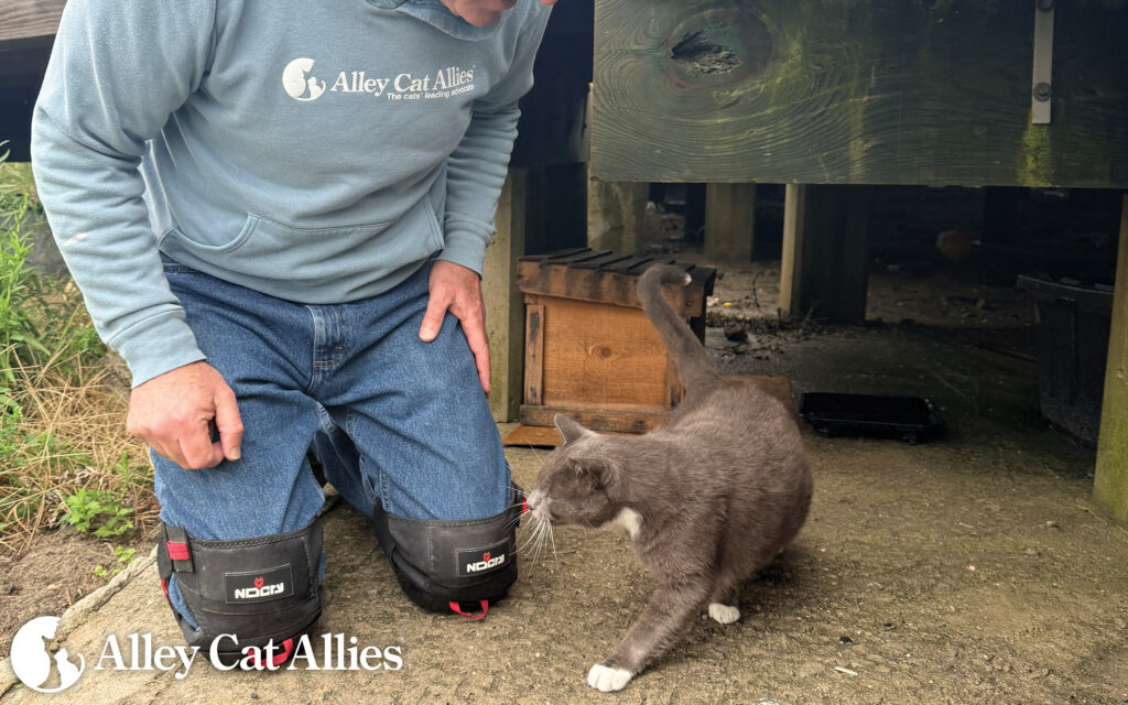 Alley Cat Allies’ Rapid Response Team Deploys After New Jersey Nor’easter Flooding