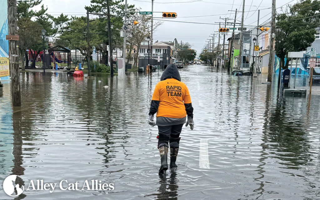 Alley Cat Allies’ Rapid Response Team Deploys After New Jersey Nor’easter Flooding