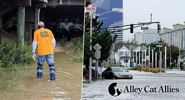 Alley Cat Allies’ Rapid Response Team Deploys After New Jersey Nor’easter Flooding