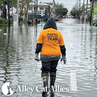 Alley Cat Allies’ Rapid Response Team Deploys After New Jersey Nor’easter Flooding