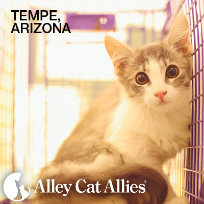 Feline Frenzy® in Arizona: Bringing a Community Together to Protect Cats
