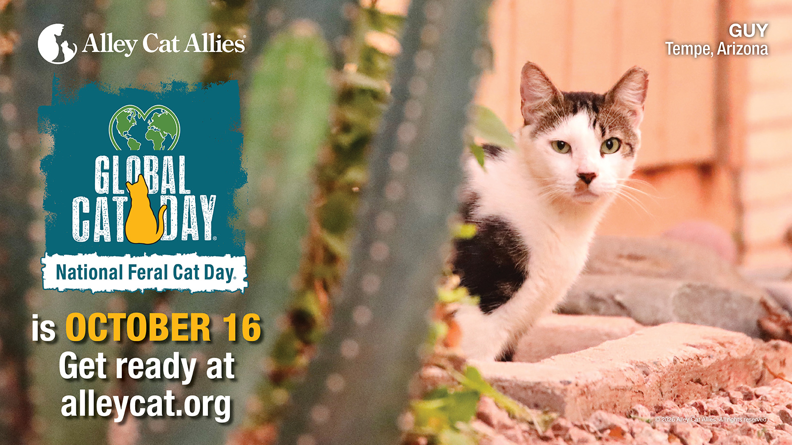 Get Ready: Global Cat Day® and National Feral Cat Day® are October 16