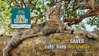 Give to Protect Cats on Global Cat Day