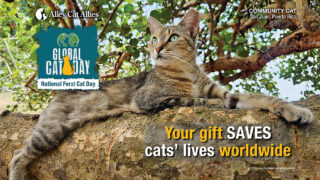 Give to Protect Cats on Global Cat Day