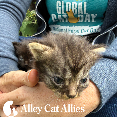 Global Cat Day® and National Feral Cat Day® 2026: Highlights of Cat Care, TNR, and Advocacy