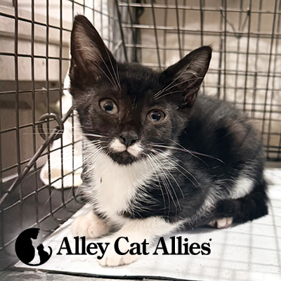 Cat Care Updates: Hurricane Isaias Preparedness, Nor’easter Response, and More Success Stories