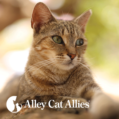 Watch Global Cat Day® Videos: Victory for Cats in Puerto Rico and More